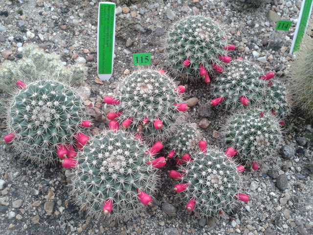 kaktusy wrocław szklarnie