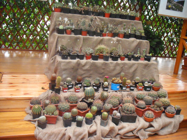 kaktusy z wystawy gliwice palmiarnia