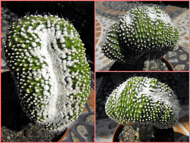 Notocactus inermis scopa cristata