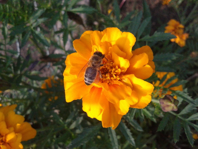 pszczoła i aksamitka