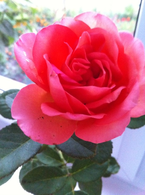 Róża w wazonie.