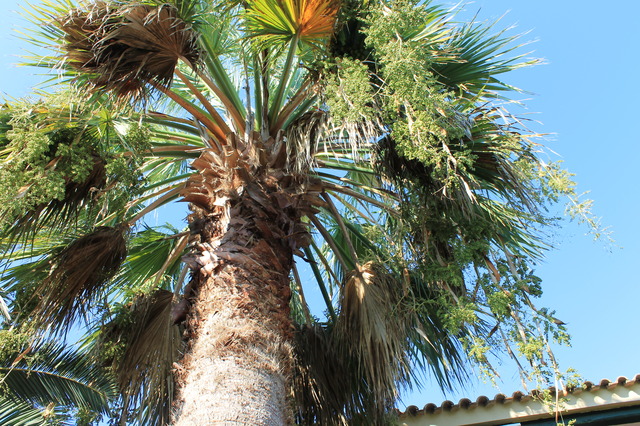 Uwielbiam  palmy :)