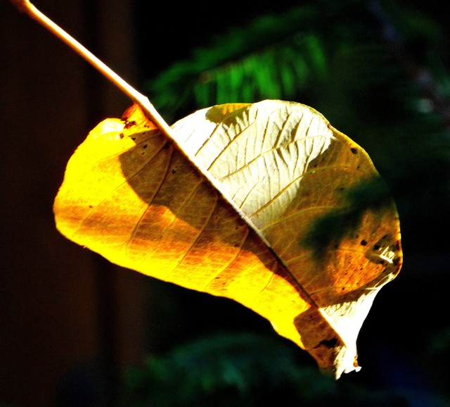 ,,żółty jesienny liść,,,.....