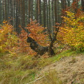 Jesienny las i 