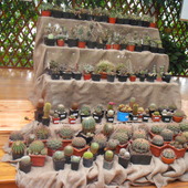 kaktusy z wystawy gliwice palmiarnia