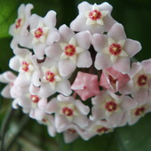 Kwiat Hoji