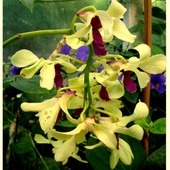 Orchidea - N N . Og