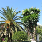 Palma  w  sąsiedztwie  juki
