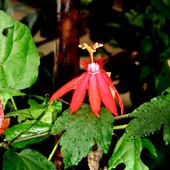 Passiflora Alata / Coccinea /-czerwona po zroszeniu. Ogr. Bot.  Makro.
