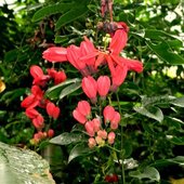 Passiflora Koralowa / Pracemosa / z groniastymi kwiatami.