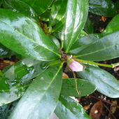 Ten Rododendron Kwit