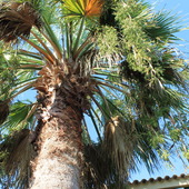 Uwielbiam  palmy :)
