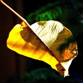 ,,żółty jesienny liść,,,.....