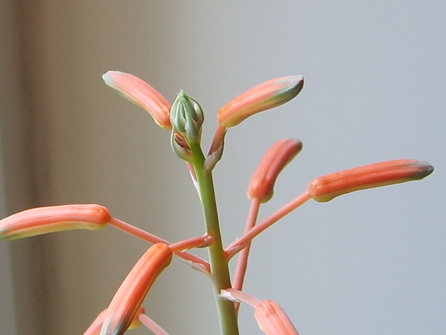 Aloes od Piotra