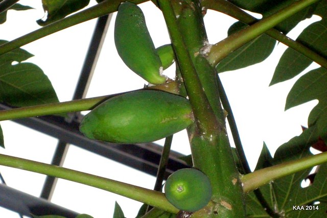  Carica papaja czyli melonowiec właściwy.   Makro.