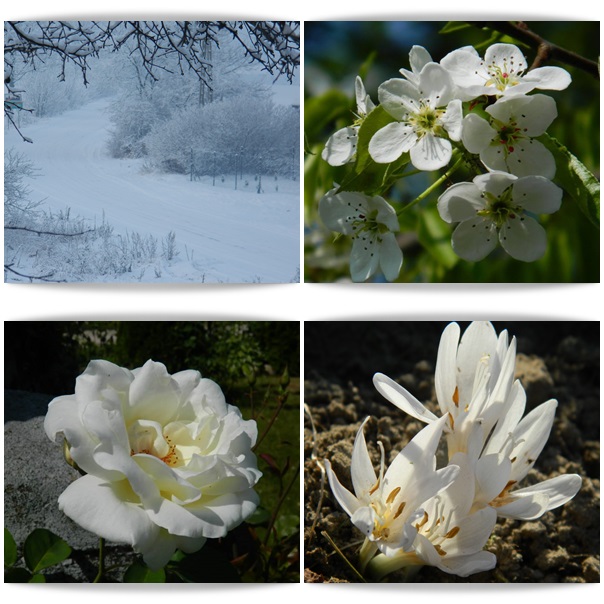 Cztery pory roku na biało