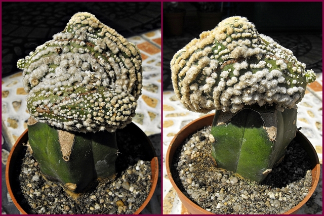 Kaktus jak huba