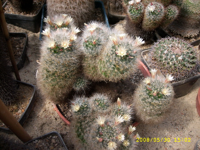 kaktusowato