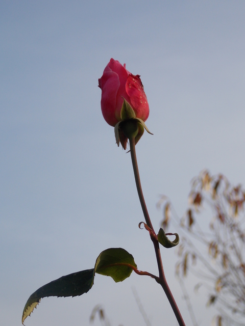 Listopadowa róża :0