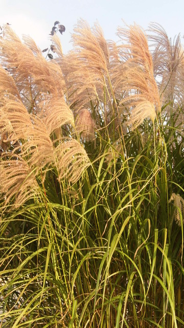 Miscanthus  ,Early Hybr'                                     