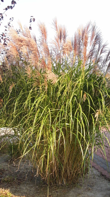 Miscanthus  ,Early Hybr'                                    