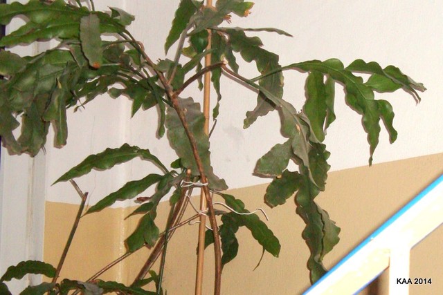  Mocno przecięta 50 latka - Epiphyllum Oxypetalum.   Makro.