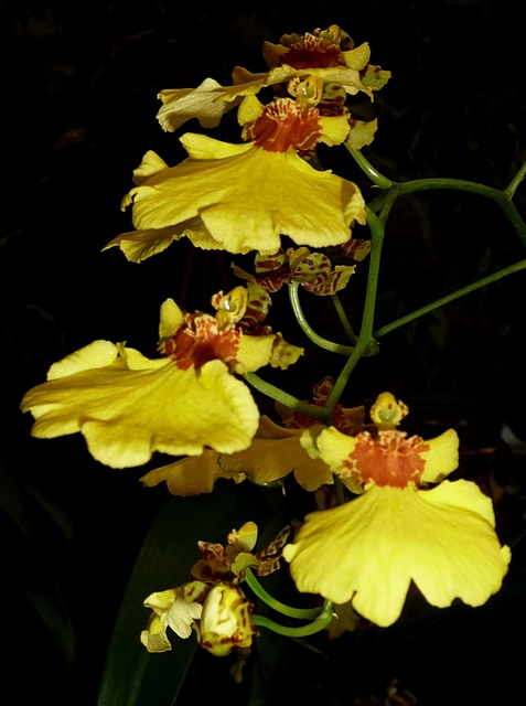 Oncidium hybridum