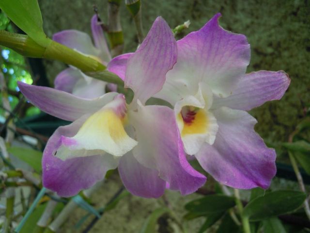 orchidea..