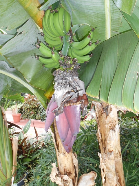 owoce bananowca