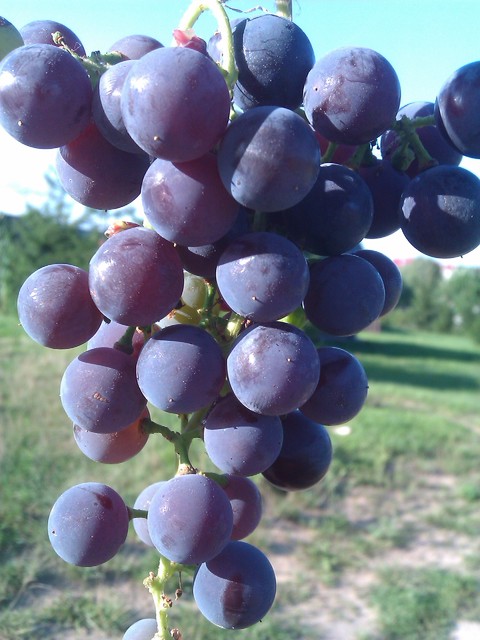 Pełnia lata to pyszne swojskie winogrona :)