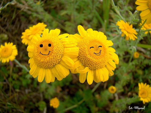 uśmiechy z łąki prosto dla Was:)