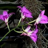 Dendrobium Hybridum