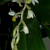 Dendrochilum cobbianum