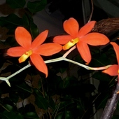 Epidendrum Vilellinum