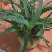 kaktusik aloe-vera