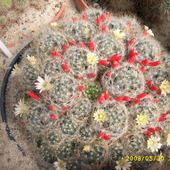 kaktusowo