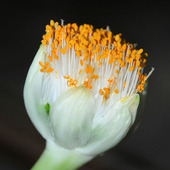 Krasnokwiat białokwiatowy