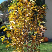 Listopadowa Magnolia:)