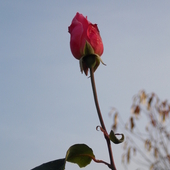 Listopadowa Róża :
