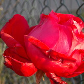 Listopadowa róża:)