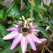 Męczennica (Pasiflora 