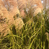 Miscanthus  ,Early Hybr'                                     