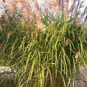 Miscanthus  ,Early H