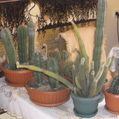 moja mala kolekcja kaktusow