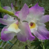 orchidea..