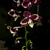 Phalaenopsis hybridum