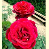 Różowy Duecik.   M
