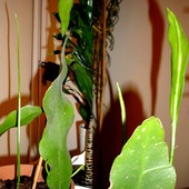  To te same sadzonki / Epiphyllum Oxypetalum/z innego ujęcia.