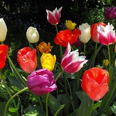 Tulipanowe wspomnienie
