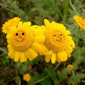 uśmiechy z łąki prosto dla Was:)